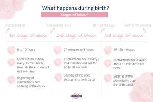 infographics stages of birth