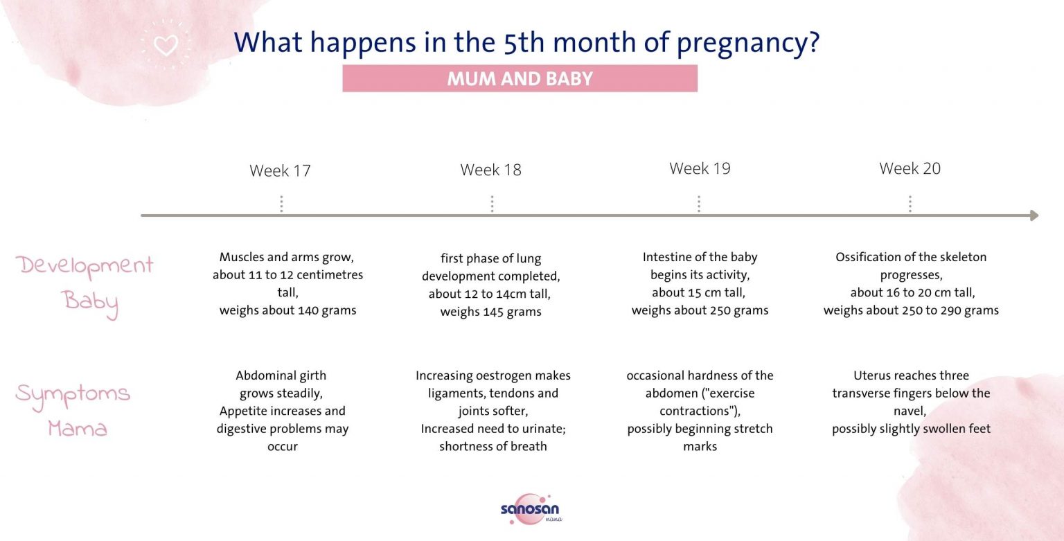 the-fifth-month-of-pregnancy-sanosan
