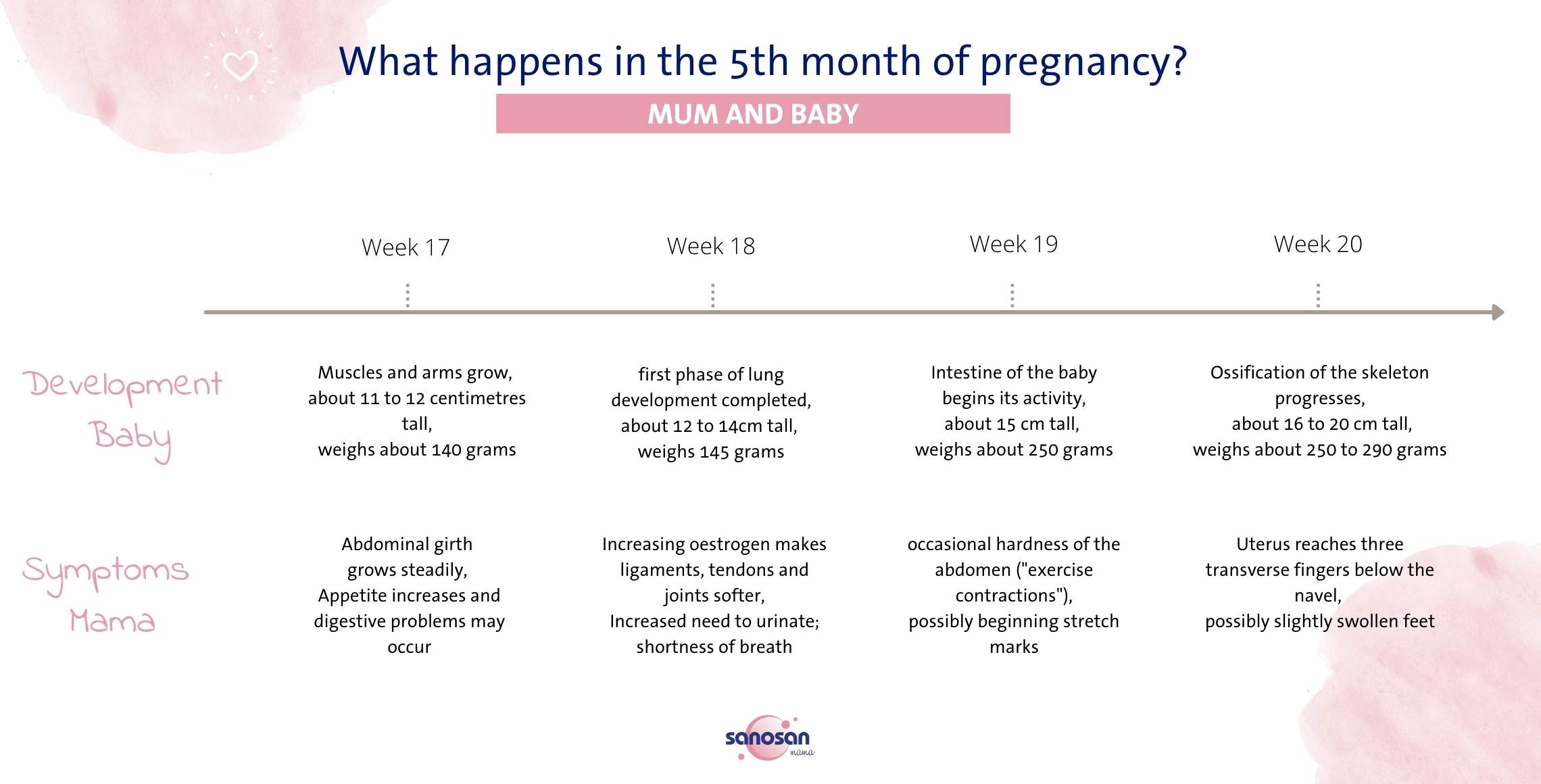 The fifth month of pregnancy - sanosan