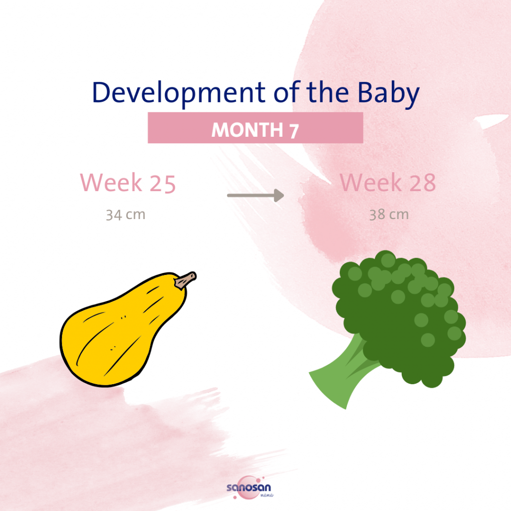 The Seventh Month of Pregnancy sanosan