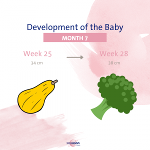 Größe Baby Monat 7 Frucht EN