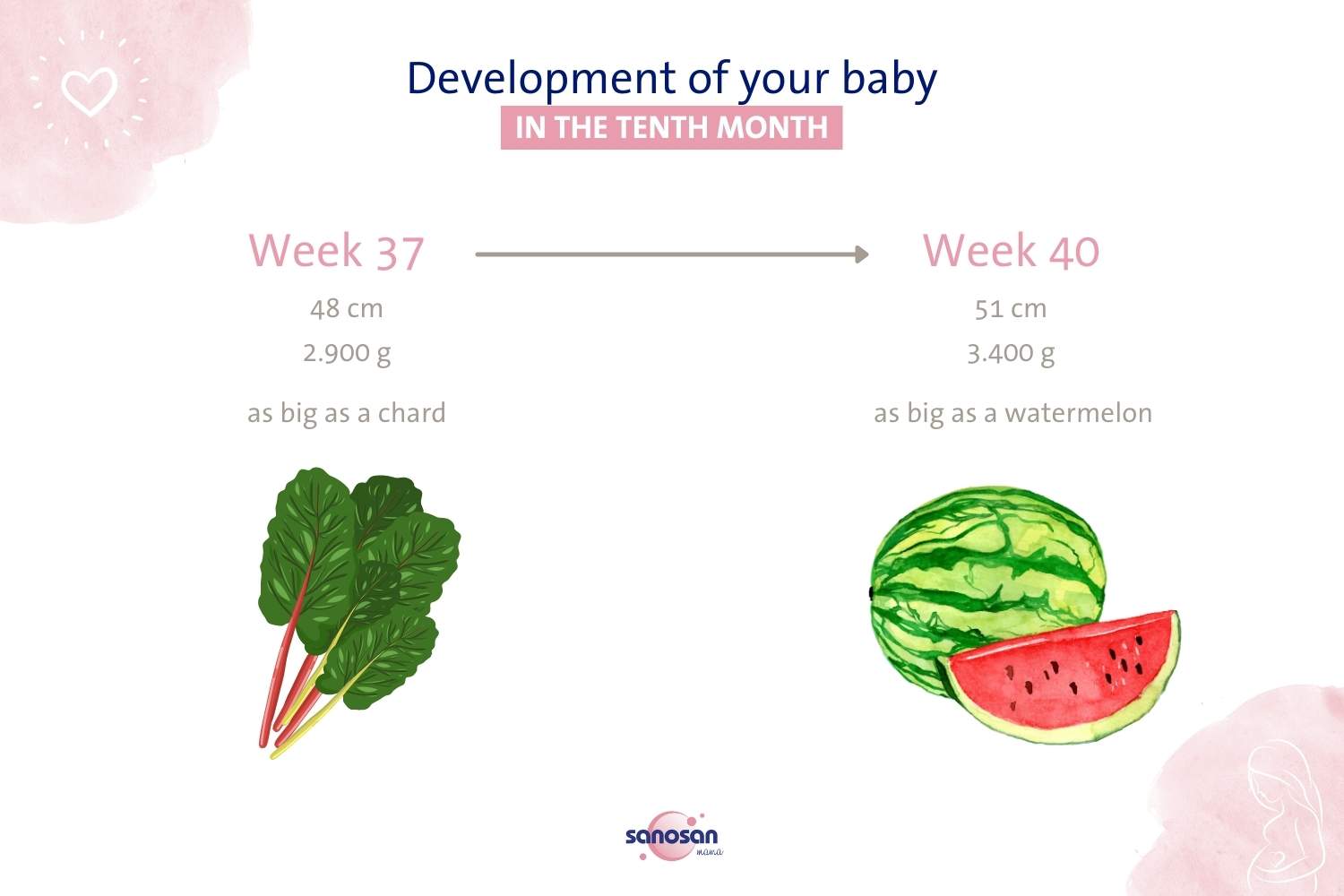 infografic on the development of the baby in the tenth month